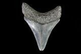 Juvenile Megalodon Tooth - Georgia #75406-1